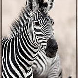Wild Safari V (Canvas)