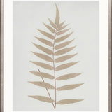 Forest Fern I