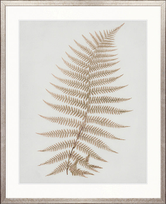 Forest Fern II