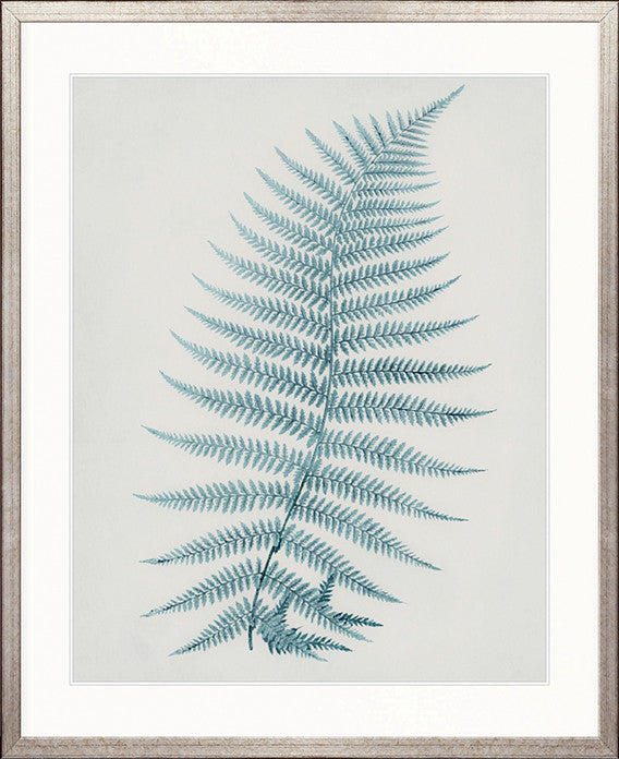 Forest Fern IV