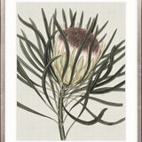 Botanist Specimen II