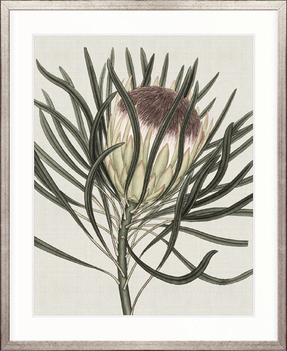 Botanist Specimen II