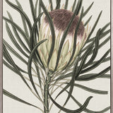 Botanist Specimen II (Canvas)