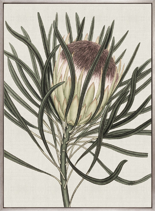 Botanist Specimen II (Canvas)