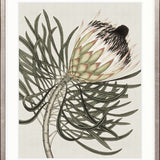 Botanist Specimen III