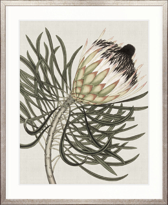 Botanist Specimen III