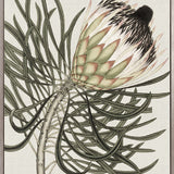 Botanist Specimen III (Canvas)