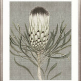 Botanist Specimen IV
