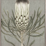 Botanist Specimen IV (Canvas)
