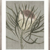 Botanist Specimen V
