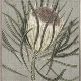 Botanist Specimen V (Canvas)