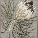 Botanist Specimen VI (Canvas)