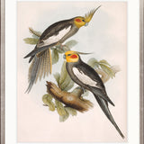 Splendid Bird I