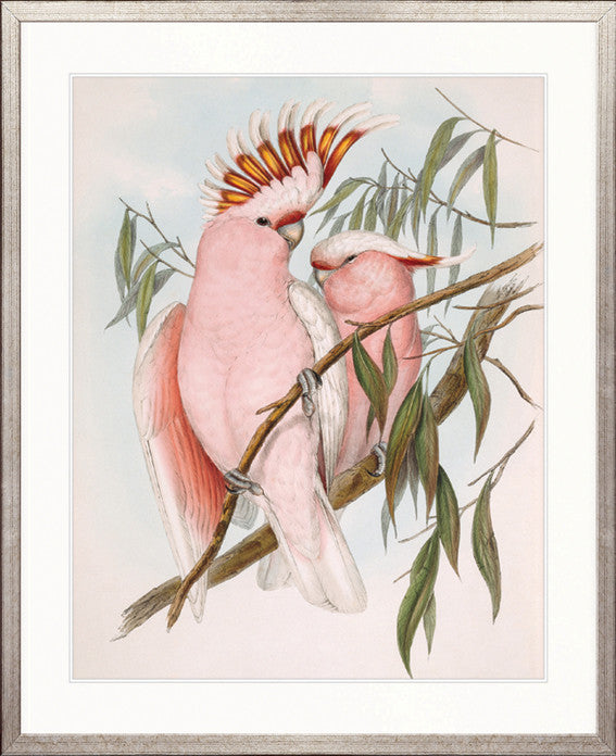 Splendid Bird II