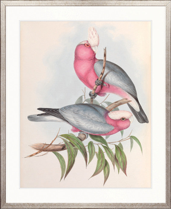 Splendid Bird III