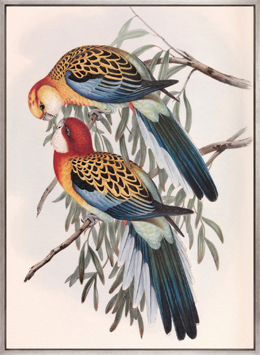 Splendid Bird IV (Canvas)