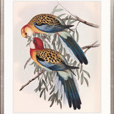 Splendid Bird IV