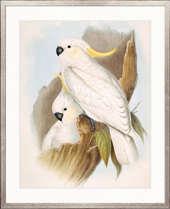 Splendid Bird V