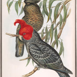 Splendid Bird VI (Canvas)