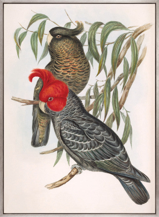 Splendid Bird VI (Canvas)