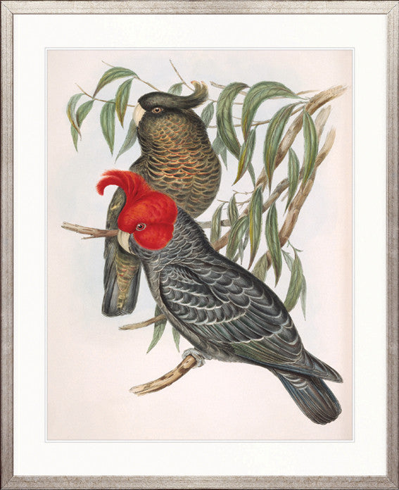 Splendid Bird VI