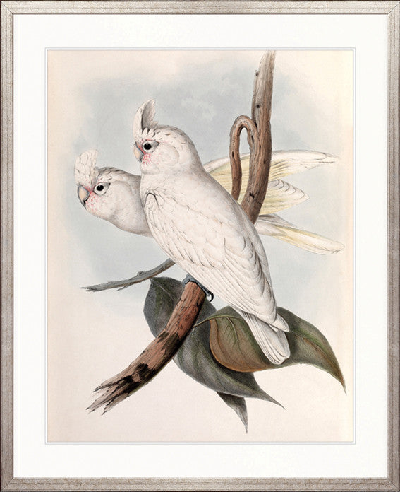 Splendid Bird VII