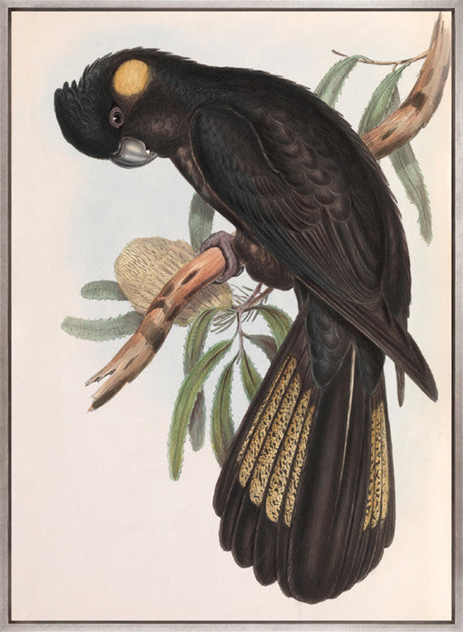 Splendid Bird VIII (Canvas)