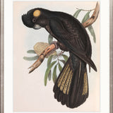 Splendid Bird VIII