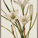 Floral Medley V (Canvas)