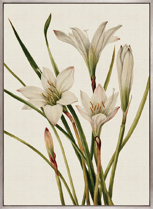 Floral Medley V (Canvas)