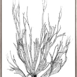 Delicate Charcoal Seaweed I (Canvas) Large (903mm W x 1109mm H)