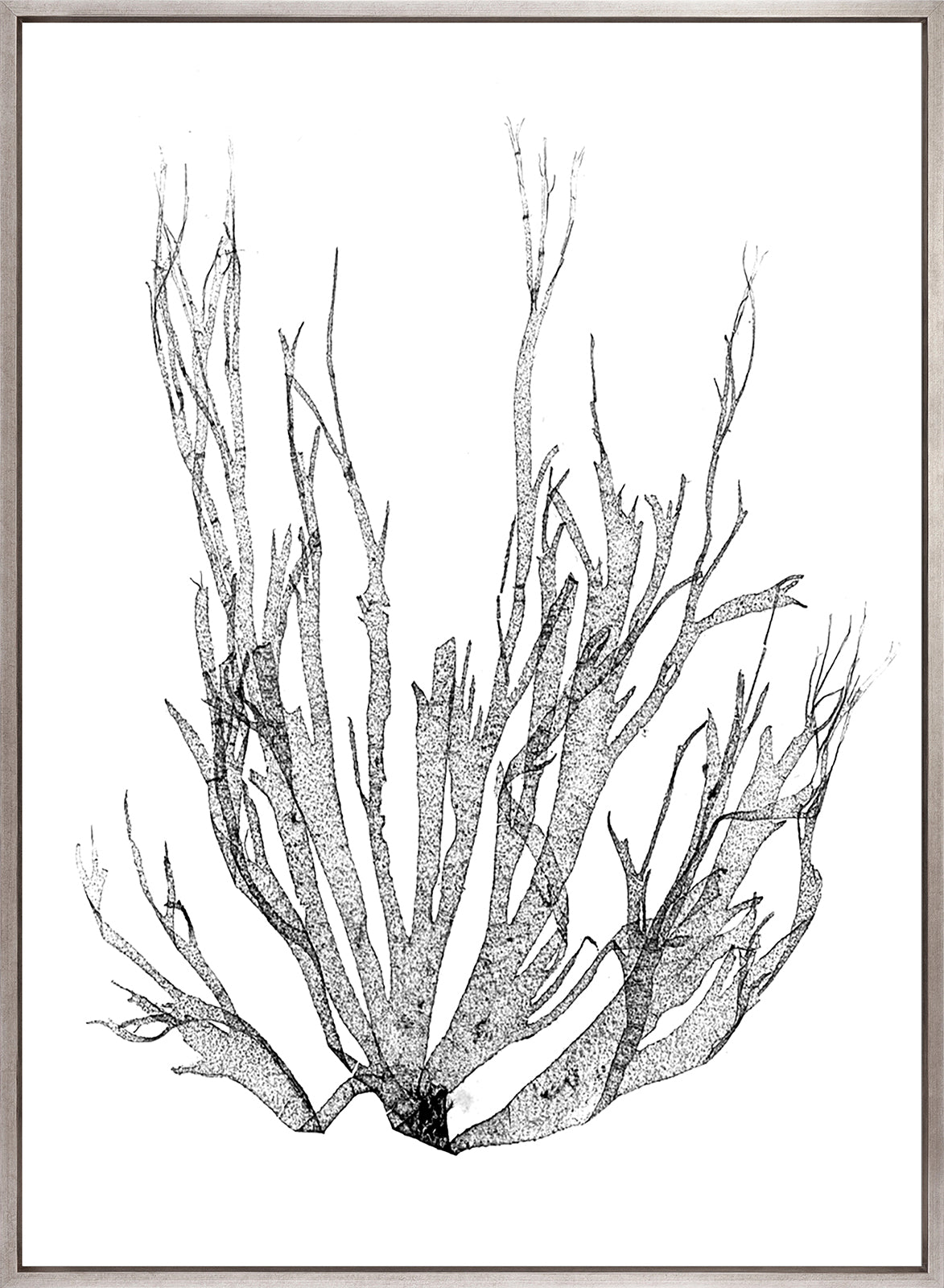 Delicate Charcoal Seaweed I (Canvas)