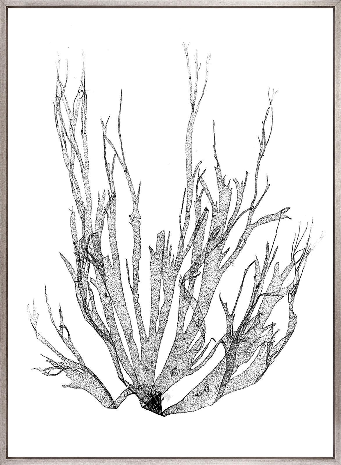 Delicate Charcoal Seaweed I (Canvas)