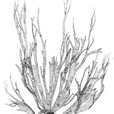 Delicate Charcoal Seaweed I (Canvas) Large (903mm W x 1109mm H)