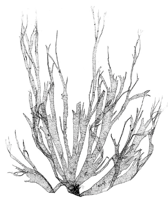 Delicate Charcoal Seaweed I (Canvas)