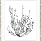 Delicate Charcoal Seaweed I