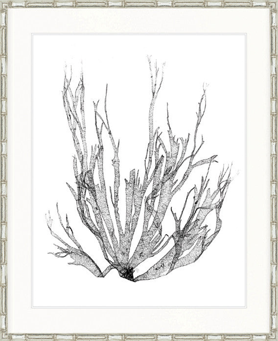 Delicate Charcoal Seaweed I