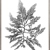 Delicate Charcoal Seaweed II (Canvas) Large (903mm W x 1109mm H)