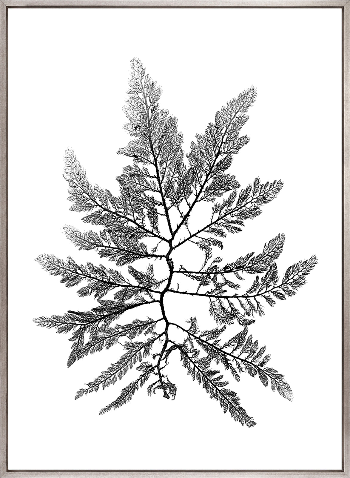 Delicate Charcoal Seaweed II (Canvas)