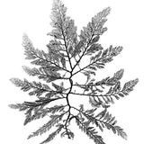 Delicate Charcoal Seaweed II (Canvas) Large (903mm W x 1109mm H)