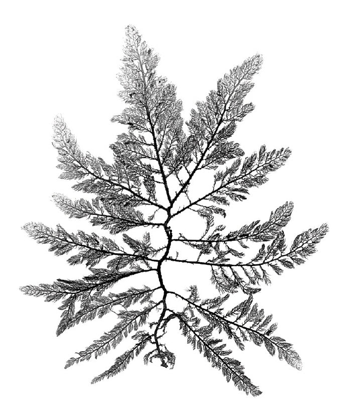 Delicate Charcoal Seaweed II (Canvas)