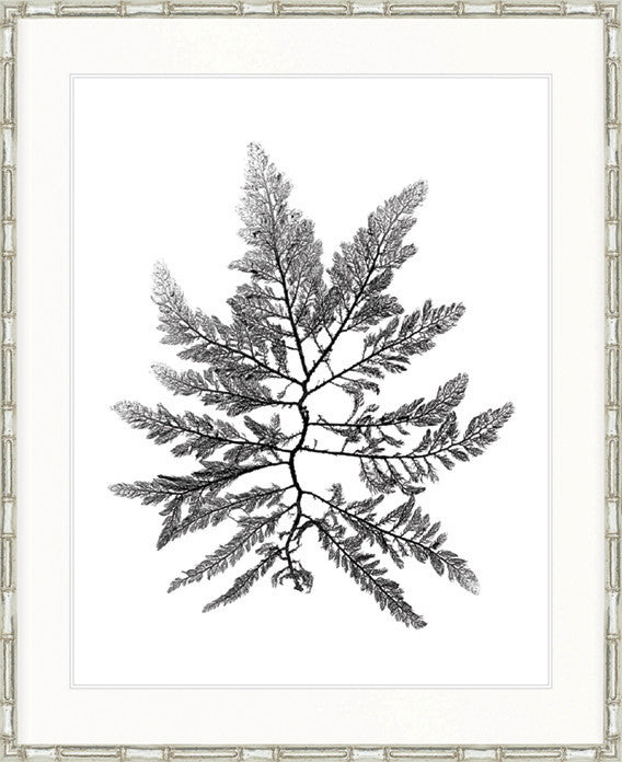 Delicate Charcoal Seaweed II