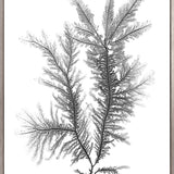 Delicate Charcoal Seaweed III (Canvas) Large (903mm W x 1109mm H)