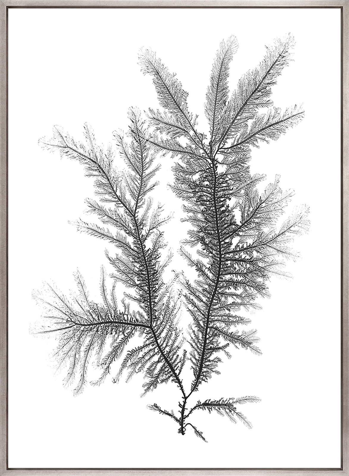 Delicate Charcoal Seaweed III (Canvas)