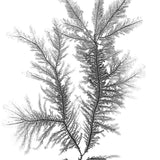 Delicate Charcoal Seaweed III (Canvas) Large (903mm W x 1109mm H)