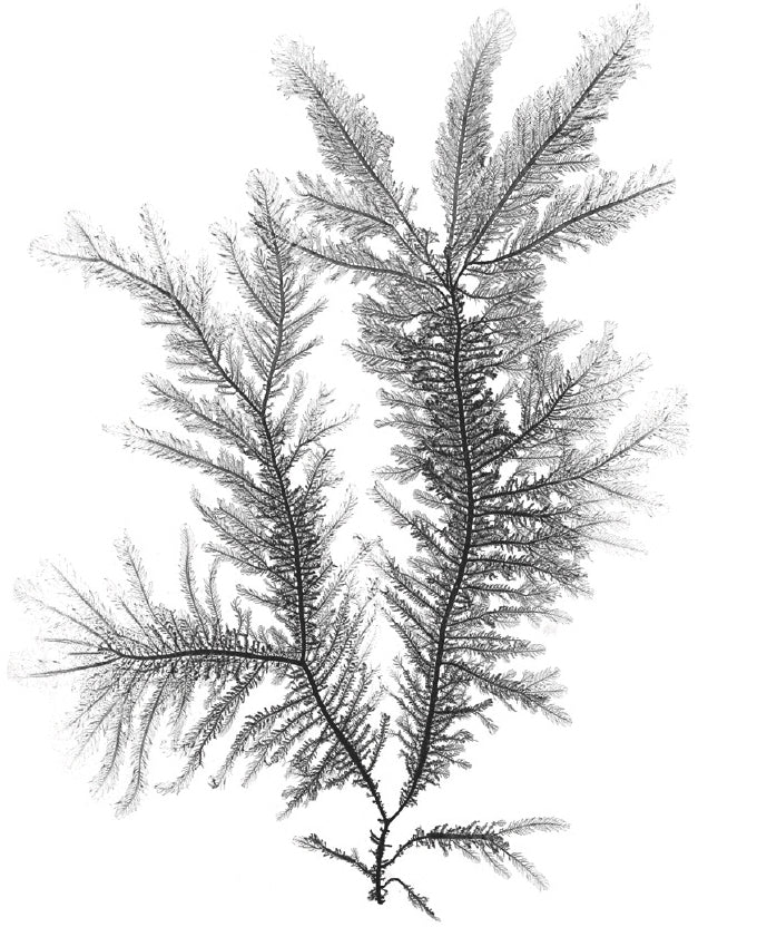 Delicate Charcoal Seaweed III (Canvas)