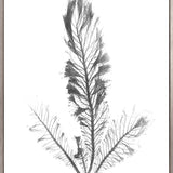 Delicate Charcoal Seaweed IV (Canvas) Large (903mm W x 1109mm H)