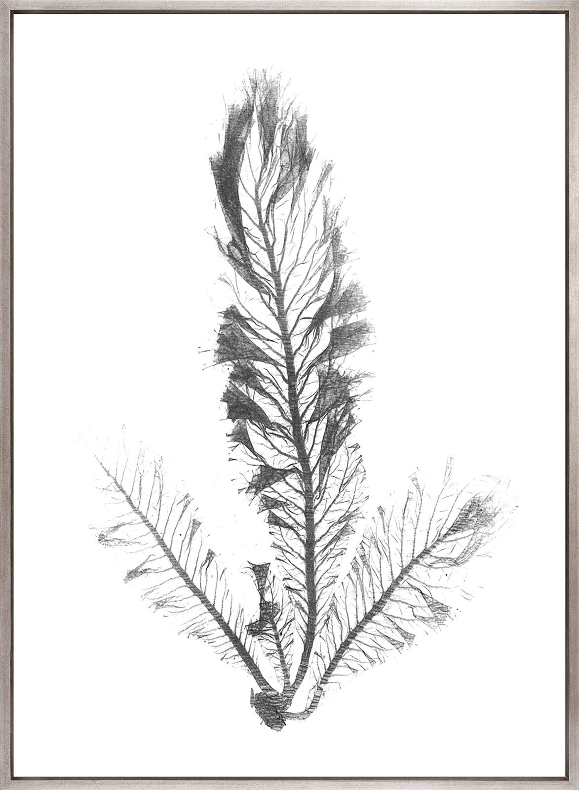 Delicate Charcoal Seaweed IV (Canvas)