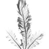 Delicate Charcoal Seaweed IV (Canvas) Large (903mm W x 1109mm H)