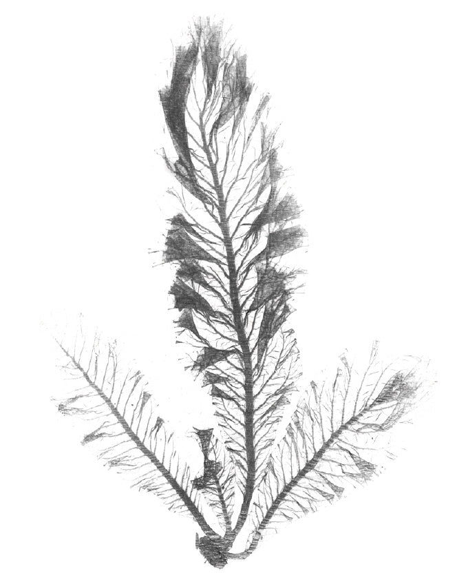 Delicate Charcoal Seaweed IV (Canvas)